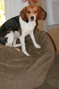 daisy the beagle