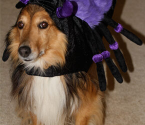 Four-legged friend gains eight for Halloween
